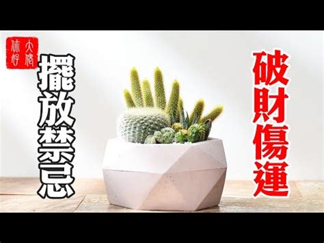 房間可以放仙人掌嗎